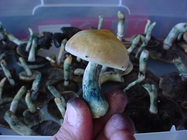 Psilocibe mushrooms bruising Testing psychedelic mushrooms